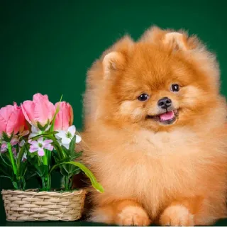 😊 cane, volpino di pomerania, fiori, animale domestico, animale, carino, cesto telegram sticker