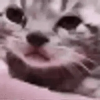 🥺 gatto, gattino, animale, animale domestico, carino, meme telegram sticker