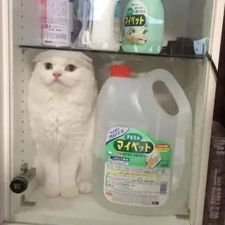 😶 cat, white, cabinet, pet, animal, inside telegram sticker