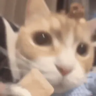 😋 猫, 动物, 宠物, 家畜, 哺乳动物 whatsapp sticker