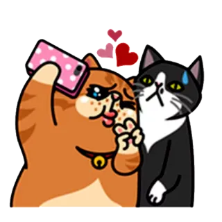📷 кот, селфи, любовь, милый, животные, стикер, сердечки whatsapp sticker