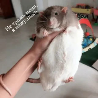 😡 Не трожь меня, я нажралась rat, animal, mignon, drôle, mème telegram sticker