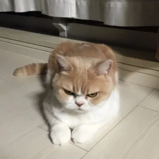 😾 猫, 不機嫌, 可愛い, 動物, ネコ科, ペット, 家畜 telegram sticker