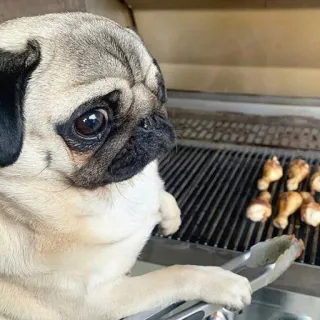 🐶 dog, pug, cooking, food, chicken telegram sticker