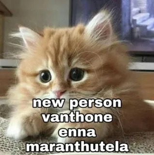 😕 new person vanthone enna maranthutela gato, meme, fofo, animal, animal de estimação, gatinho telegram sticker