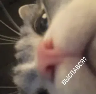 🚝 ВЫСПАВСЯ? telegram sticker
