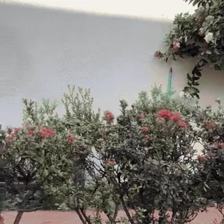 🤩 fleurs, nature, plantes, jardin, mur, verdure whatsapp sticker
