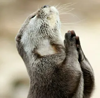 👏 lontra, animal, fofo, oração, adorável telegram sticker