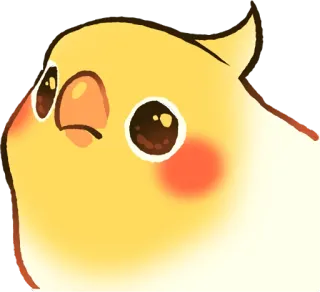 😕 オカメインコ, 鳥, 動物, かわいい, ペット, 黄色 telegram sticker