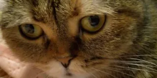 🗿 gato, animal, animal de estimação, doméstico telegram sticker