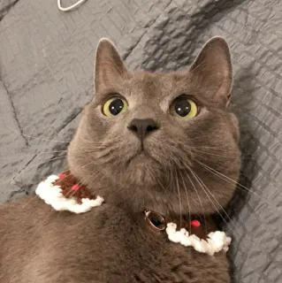 🐱 gato, animal de estimação, animal, fofo, gato doméstico telegram sticker