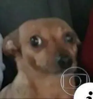 😶 perro, lindo, animal, meme, mascota, gracioso telegram sticker