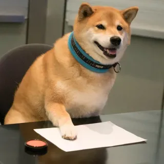 🙂 chien, shiba inu, bureau, bureau, animal, animal de compagnie telegram sticker