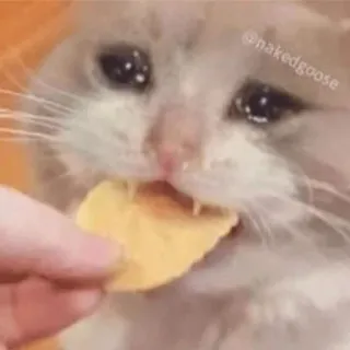 😭 @nakedgoose kucing, menangis, meme, keripik, sedih telegram sticker