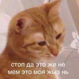 🐶 стоп да это же не мем это моя жызь нь gato, meme, russo, animal de estimação, animal, texto telegram sticker