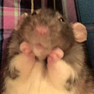 🤗 rat, animal, mignon, animal de compagnie, rongeur, mammifère telegram sticker