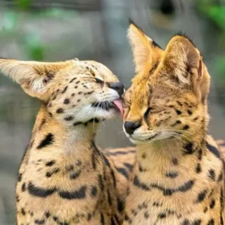 😝 Serval, Katzen, Wildtiere, Lecken, Tiere, Zuneigung, Süß whatsapp sticker