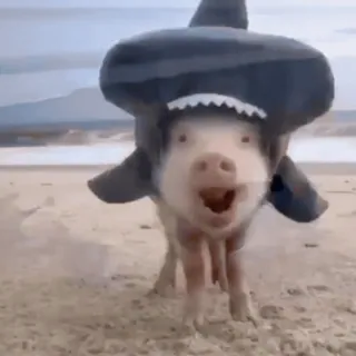 🦈 porco, tubarão, animal, praia, engraçado, fofo, fantasia whatsapp sticker