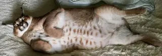 🙀 cat, sleeping, relaxed, animal, pet, floppa telegram sticker