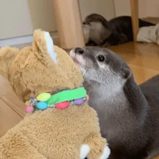 😔 loutre, animal, mignon, mammifère, faune sauvage, animal de compagnie, jouet telegram sticker