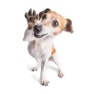dog carismático telegram stickers