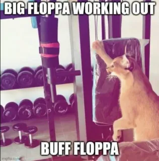 🐱 Floppa BIG FLOPPA WORKING OUT
BUFF FLOPPA Floppa, Karakal, Katze, Fitnessstudio, Training, Muskulös, Meme telegram sticker