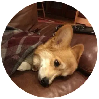 😥 corgi, perro, animal, mascota, manta, lindo telegram sticker