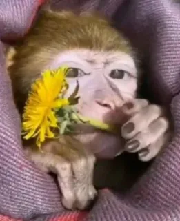 🌼 aap, dier, bloem, paardenbloem, schattig, wilde dieren, primaat whatsapp sticker