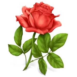 🌹 rosa, flor, planta, natureza, floral, vermelho, folhas, jardim whatsapp sticker