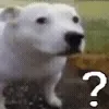 🐶