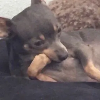 🙁 chien, chihuahua, animal, animal de compagnie, mignon, petit chien telegram sticker
