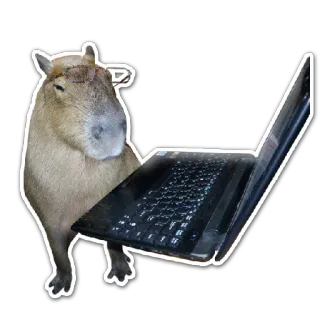💻 kapibara, gryzoń, laptop, komputer, zwierzę, słodki telegram sticker