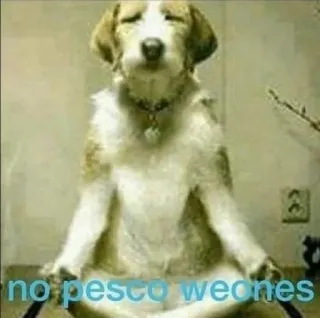 😒 no pesco weones Hund, Yoga, Meditation, Beleidigung telegram sticker