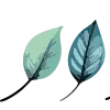 🍃