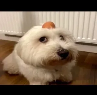 🥚 cachorro, fofo, animal, animal de estimação, comida, engraçado telegram sticker