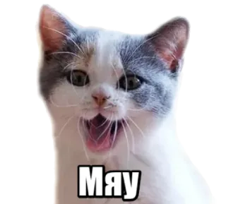 🐱 Мяу cat, meow, kitten, animal, pet, russian, cute telegram sticker