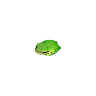 🐸 カエル, 緑, 動物, 自然, 両生類 telegram sticker