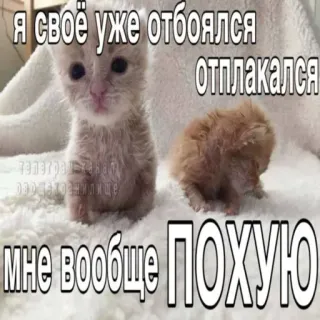 😈 Я своё уже отбоялся отплакался мне вообще ПОХУЮ cat, kitten, meme, text, funny, animal whatsapp sticker