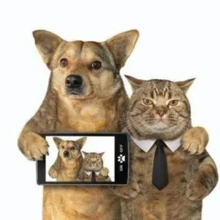 📷 chien, chat, selfie, animaux, portrait, humour telegram sticker
