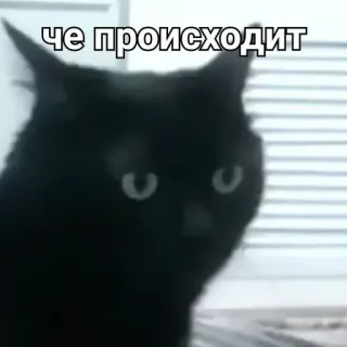 😶 че происходит kot, czarny kot, zdezorientowany, mem, pytanie whatsapp sticker