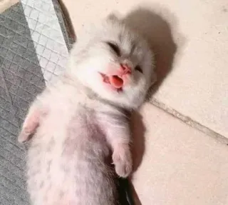 😵‍💫 chaton, chat, animal, mignon, bébé animal, animal de compagnie whatsapp sticker