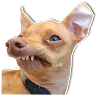 😒 dog, funny, animal, pet, cute, teeth whatsapp sticker