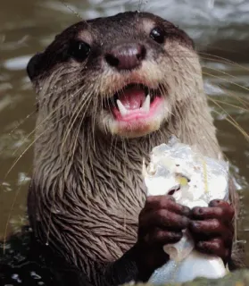 😄 otter, animal, mammal, wildlife, water, fish, cute telegram sticker