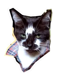 🐱 gato, animal, mascota, animal doméstico, mamífero, felino telegram sticker