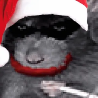🎅 Joker 조커, 크리스마스, 산타 모자, 개, 너구리, 만화, 악당 whatsapp sticker