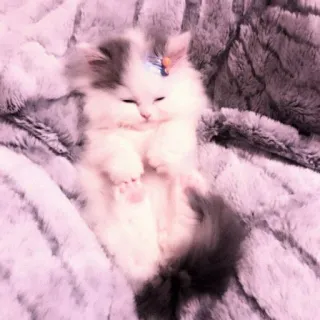 🐈 cat, kitten, cute, adorable, fluffy, pet, animal telegram sticker