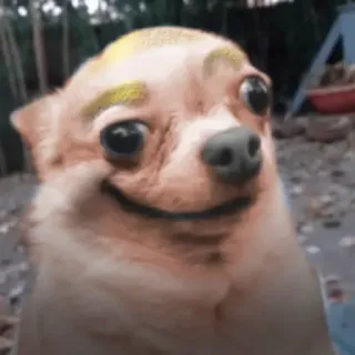 😏 dog, chihuahua, animal, pet, meme telegram sticker