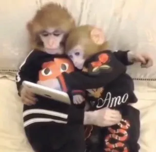 🙈 monkey, animals, cute, tablet, hugging telegram sticker