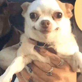 🐶 Hund, Chihuahua, süß, Tier, Haustier, kleiner Hund telegram sticker