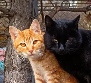 😐 gato, gato naranja, gato negro, felino, animal doméstico, mascota, gatos, animales telegram sticker